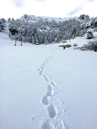 Snow covered land and trees on field