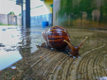 Close-up of snail on wet surface
