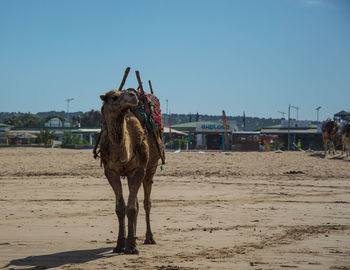 Horse on sand against clear blue sky
