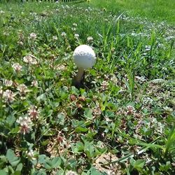 High angle view of mushrooms growing on field