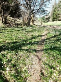 Plants growing on field