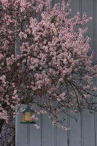 Low angle view of pink flowers