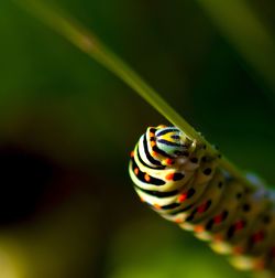 Close-up of caterpillar on plant