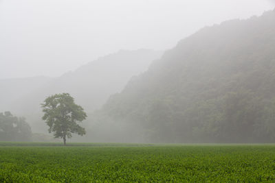 Scenic view of field against sky during foggy weather