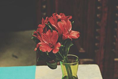 Close-up of red flower