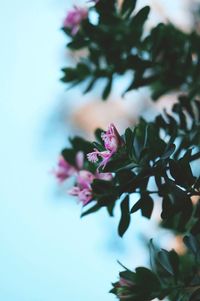 Close-up of pink flowering plants