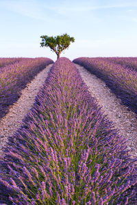 Scenic view of purple flowering plants on field against sky