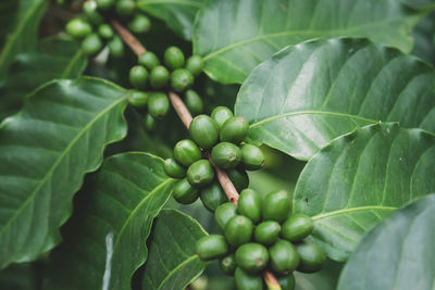 Close-up of berries growing on plant