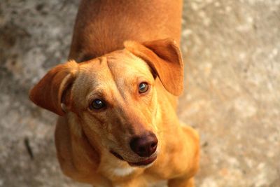 Close-up portrait of dog