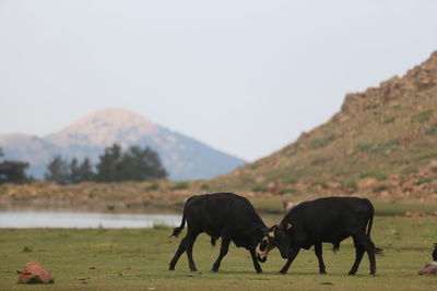 Horses on a field