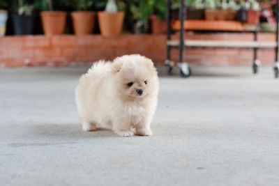 Portrait of white dog on road