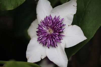 Close-up of purple flowers blooming outdoors