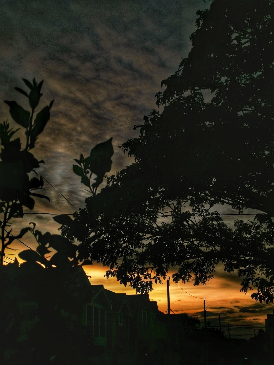 LOW ANGLE VIEW OF SILHOUETTE TREES AGAINST SKY AT NIGHT