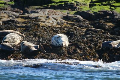 Rocks in sea