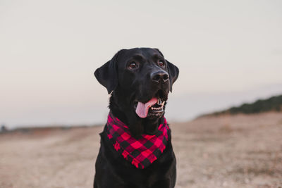 Portrait of a dog looking away