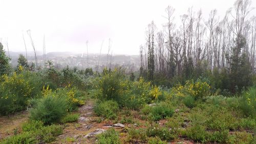 Plants growing on land against sky