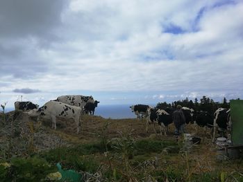 View of cows on field against sky