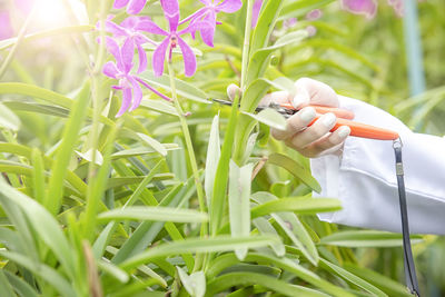 Scientists researcher botanical cutting orchid flower to research in the orchid garden.
