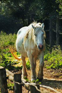 White horse runs in the countryside  ,fur tail and mane are bright , vertical composition