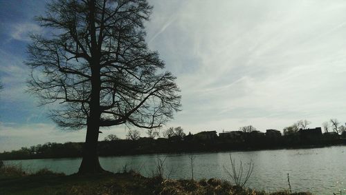 Bare trees by lake