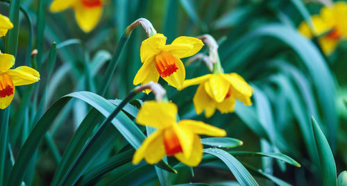 Yellow daffodils blooming in spring, closeup
