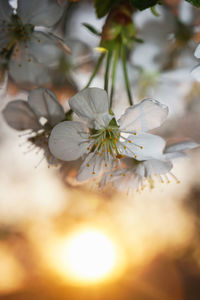 Close-up of fresh white flower tree against sky