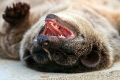 Close-up of weasel lying down