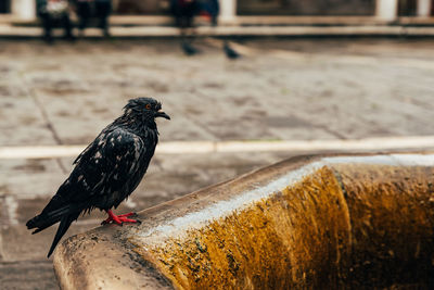 Close-up of bird perching on railing