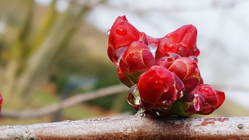 Close-up of red berries on plant during winter