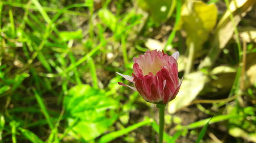 Close-up of insect on flower blooming outdoors