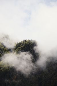 Scenic view of foggy weather over trees in forest