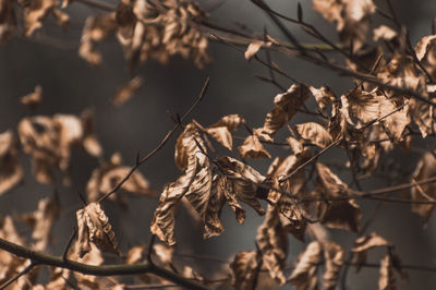 Low angle view of plants during autumn