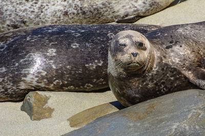 High angle view of sea lion on beach