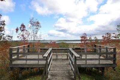 View of autumn trees