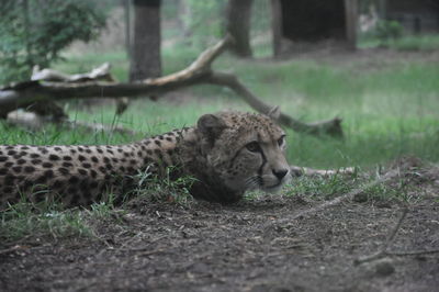 Cheetah looking away while resting in forest