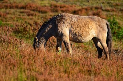 Side view of horse on field