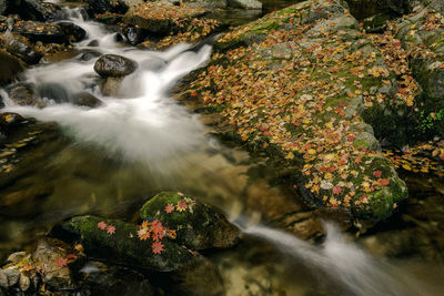 Scenic view of waterfall in forest