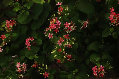 Close-up of pink flowering plants