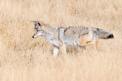 Coyote hunting