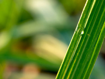 Close-up of green leaf