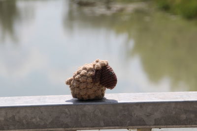 Close-up of lizard on retaining wall