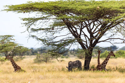 Elephant in a field