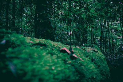 Close-up of plants in forest