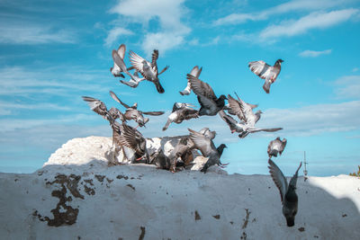 View of seagulls on land against sea