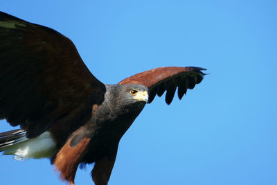 Low angle view of eagle flying against clear blue sky