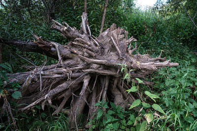 Driftwood on tree trunk in forest