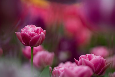 Close-up of pink tulips