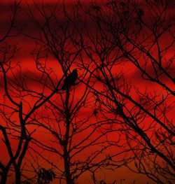 Low angle view of silhouette bird perching on bare tree