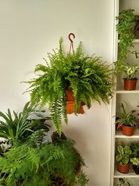 Close-up of potted plants against wall