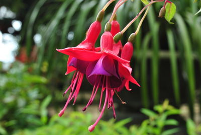 Close-up of pink flowers